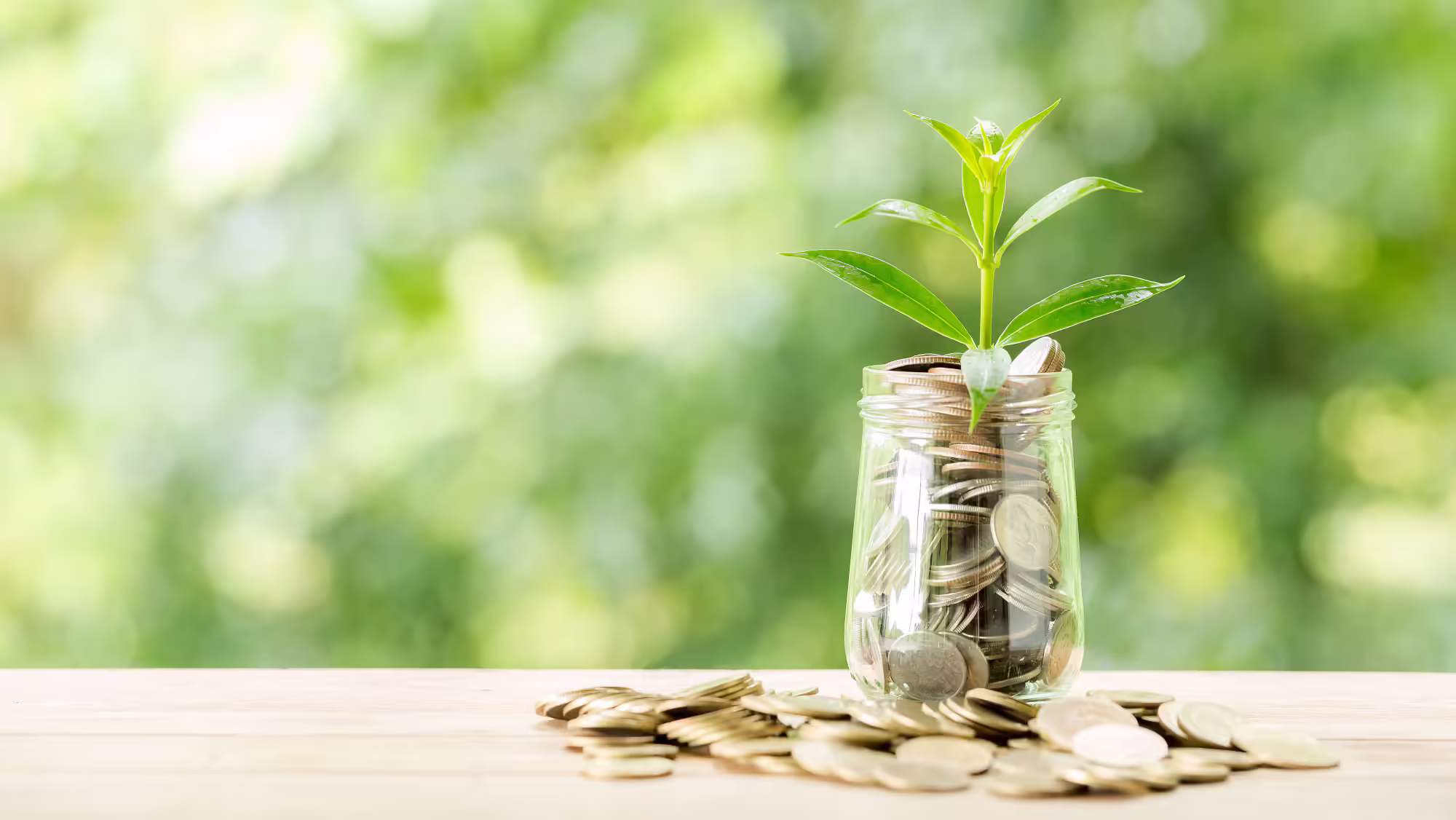 Plant Growing From Coins Glass Jar Blurred Nature 1150 17705